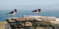 Birsay oystercatchers